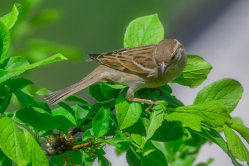 sparrow in tree