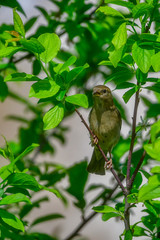 sparrow in tree