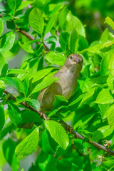 sparrow in tree