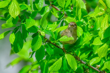 sparrow in tree