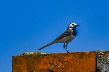 bird on a chimney