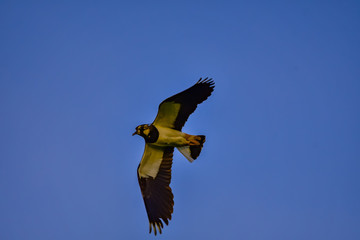 lapwing in flight