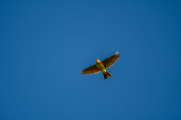 skylark flying in blue sky