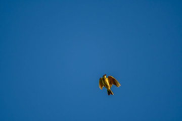 skylark flying in blue sky