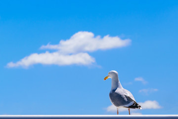 Seagull waiting looking into the distance
