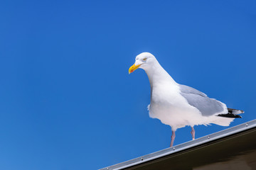 Seagull looks seriously