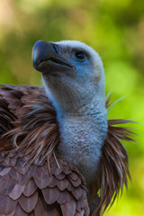 Buitre juvenil. Gyps fulvus