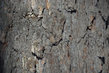 Natural texture of the bark of the trunk of the century-old Ural pine. tree bark, Ural pine