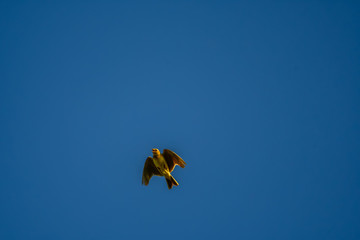 skylark flying in blue sky