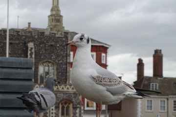 Seagulls and Norwich Guidhall - Norfolk, England, UK