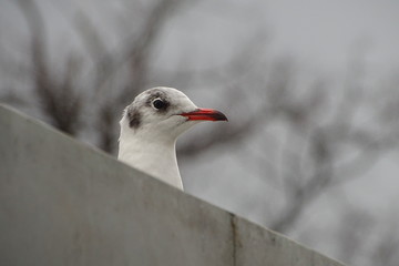 Seagulls in Norwich, England, UK