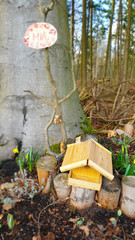 Yellow flowers in garden.Spring flowers in the garden.white crocus flowers in the garden