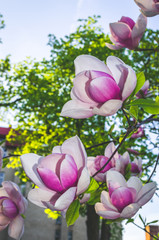 Beautiful magnolia flowers in the spring