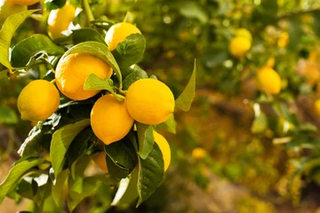 Foto op Plexiglas Stelletje verse rijpe citroenen op een citroenboomtak in zonnige tuin. © Ирина Селина