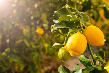 Bunch of fresh ripe lemons on a lemon tree branch in sunny garden. - obrazy, fototapety, plakaty