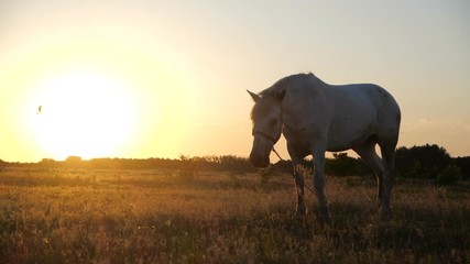 White mare grazing grass in the boundless field at sunset in autumn in slo-mo