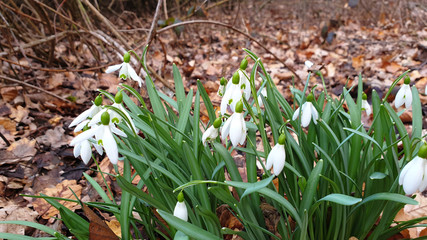 Close up of snowdrop flower in green grass.snowdrops in the forest