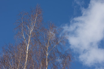 The warm spring morning. tree branches against the sky.