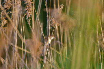 reed warbler on reed