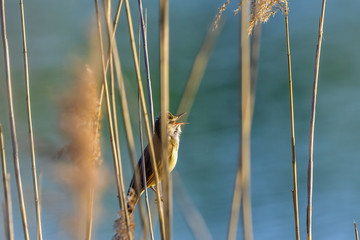 reed warbler on reed