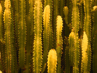 Big cactus outdoor in desert