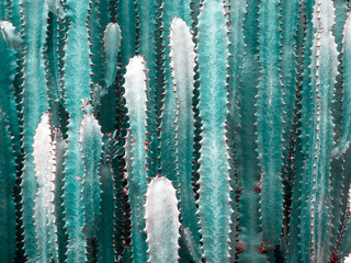 Big cactus outdoor in desert