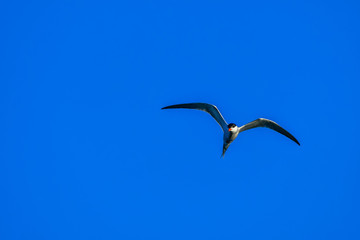 tern in flight