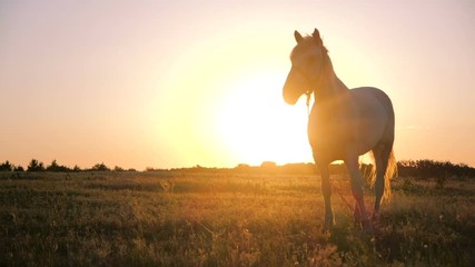 White mare with a bridle on its muzzle in a field at sunset in autumn in slo-mo