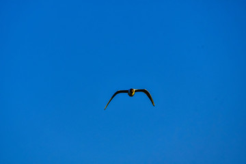 tern in flight