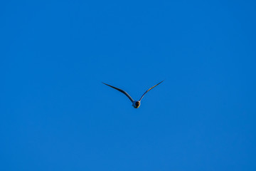 tern in flight