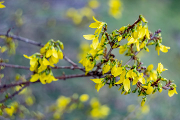 Spring blossoming forsythia with soft focus and blurry. Nature wallpaper blurred background with florets in springtime. Toned Image with soft selective focus.