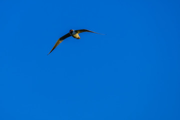 gull flying in the sky
