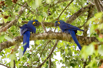 casal de arara azul
