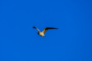 gull flying in the sky