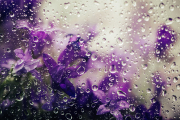 Rain outside the window and spring flowers on the windowsill