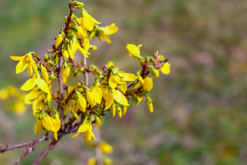 Blooming forsythia in springtime. Blurry backdrop with yellow flowers. Beautiful florets in the...