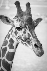 Naklejka premium Portrait of a giraffe