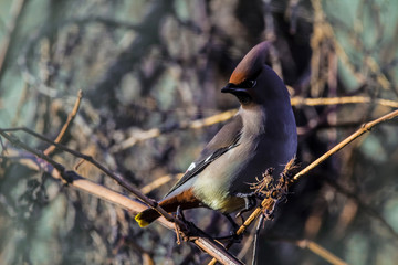 Bohemian waxwing