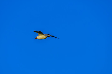 gull flying in the sky