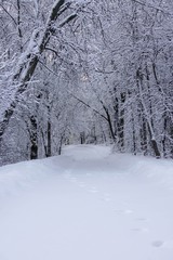 Path through the Woods in Winter