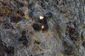 Cristalli di Granato su roccia metamorfica delle Alpi orientali del Trentino