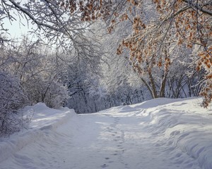 Beautiful Winter Landscape in Minnesota