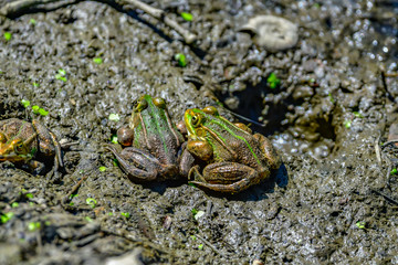 frogs in mud