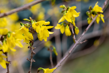 Blooming forsythia branch in springtime. Spring nature wallpaper blurry gradient backdrop. Image...