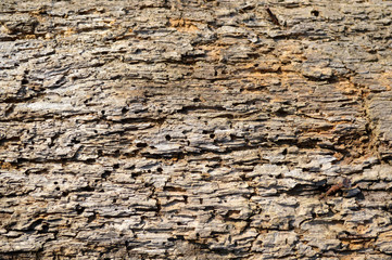 Textured old cracked wood