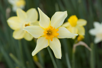 Obraz na płótnie Canvas pinwheel daffodil