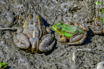 frogs in mud