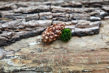 pine cone on rock