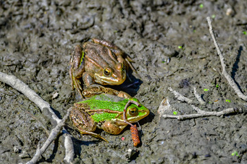 frogs in mud