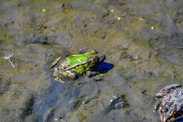 frogs in mud
